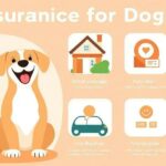 6 Pet insurance for dogs That Will Lower Your Premium