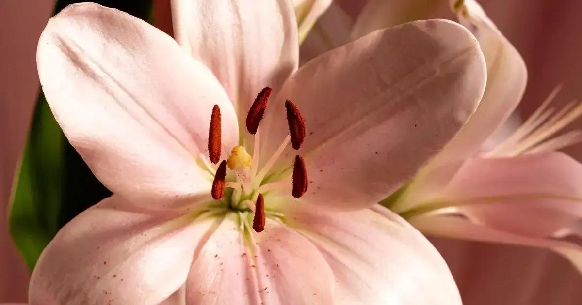 Essential watering techniques for caring for lilies indoors