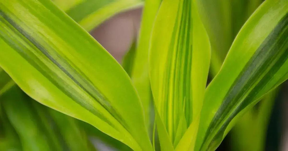 Essential watering techniques for marginata care