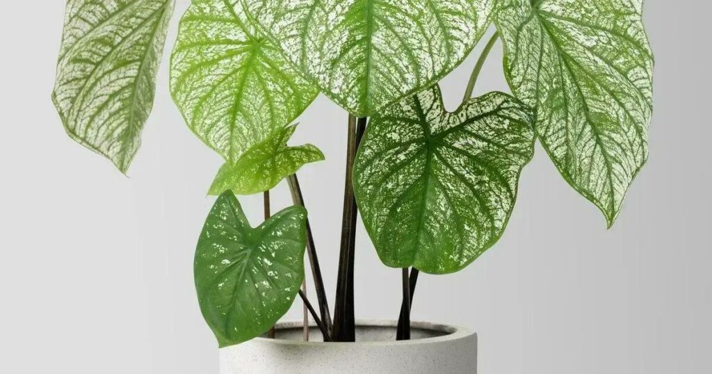 Designed by Freepik: How to Care for Caladium Plants: 7 Expert Tips for Thriving Growth