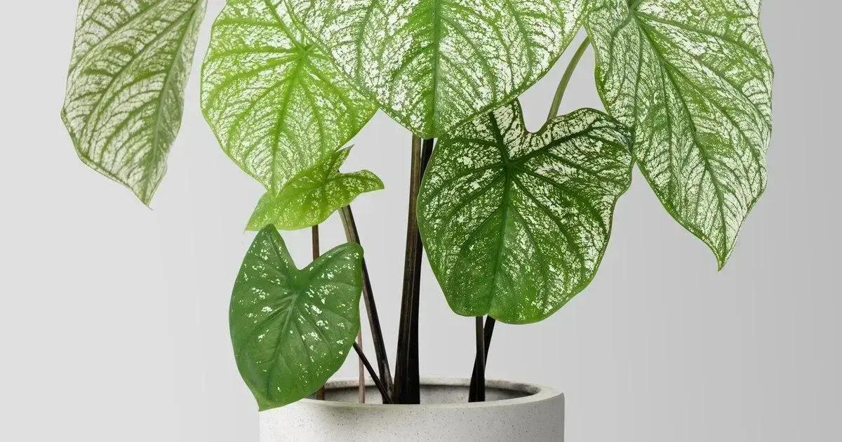 Designed by Freepik: How to Care for Caladium Plants: 7 Expert Tips for Thriving Growth