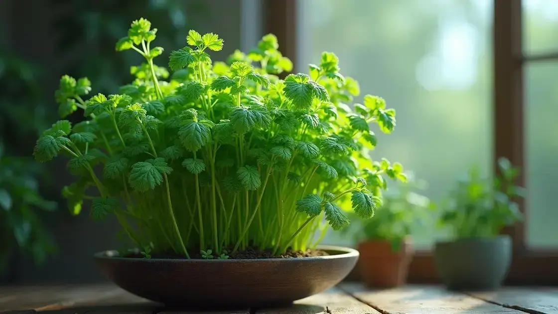 Designed by Freepik: How to Care for Cilantro Plant Indoors: 7 Essential Tips for Success