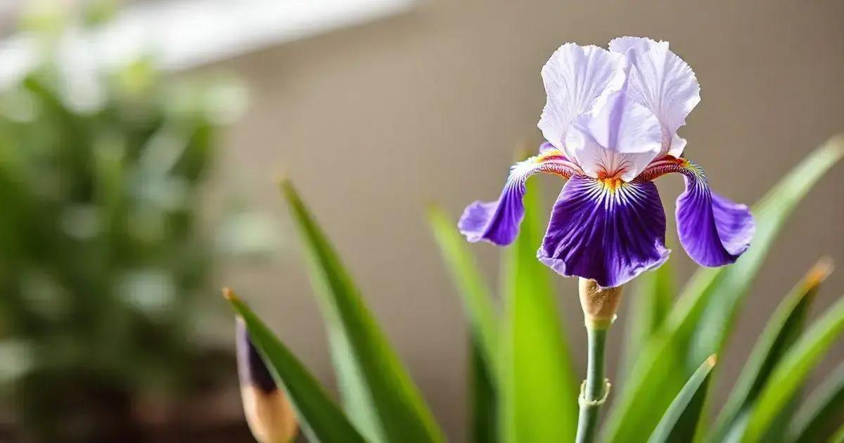 Designed by Freepik: How to Care for Iris Plants After They Bloom: 5 Essential Tips