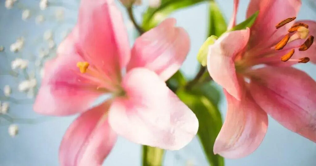 Designed by Freepik: How to Care for Oriental Lily Plant Indoors: 7 Essential Tips You Must Know