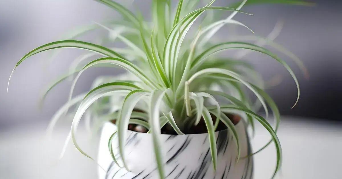 Designed by Freepik: How to Care for Tillandsia Air Plants: 5 Expert Tips for Thriving Growth