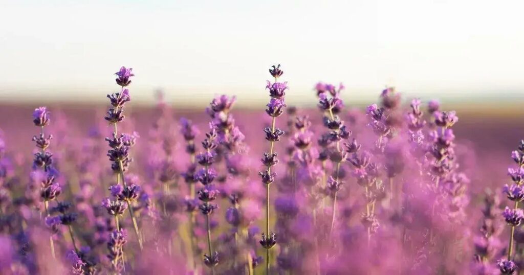 Designed by Freepik: How to Take Care of Lavender Plant in Winter: 5 Essential Tips You Need