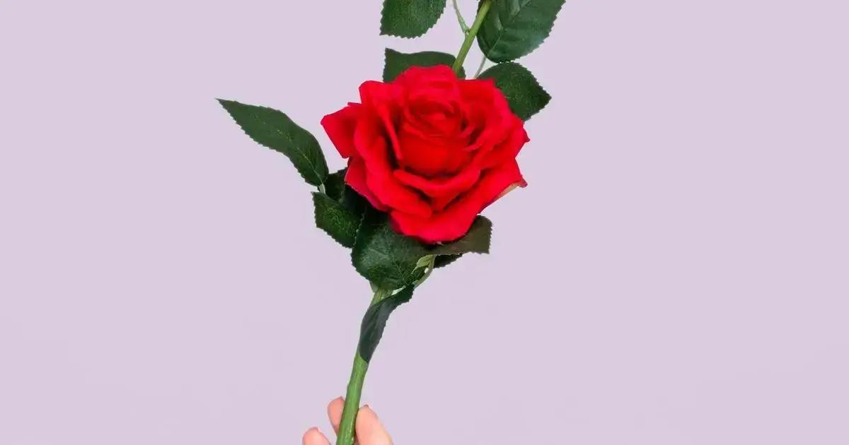 How to water indoor roses effectively