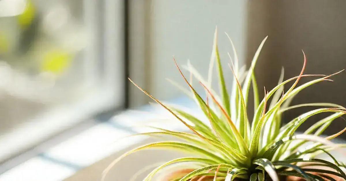 Ideal sunlight conditions for thriving air plants