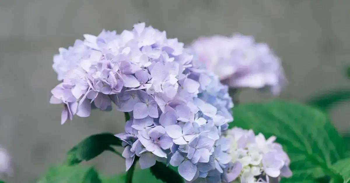 Light requirements for healthy hydrangea growth