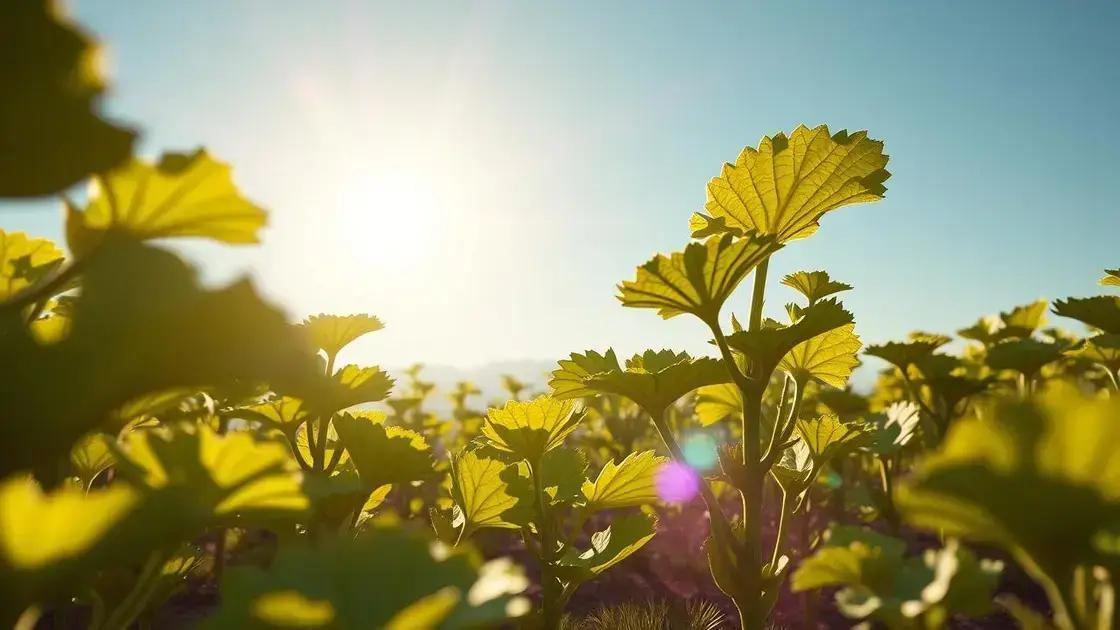 Sunlight requirements for thriving pickle plants