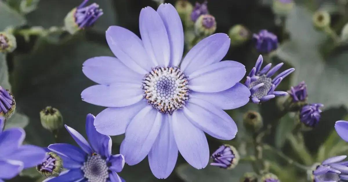 Understanding campanula plant sunlight needs