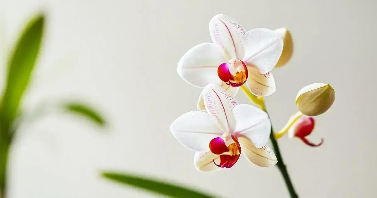 Understanding light needs for cymbidium orchids