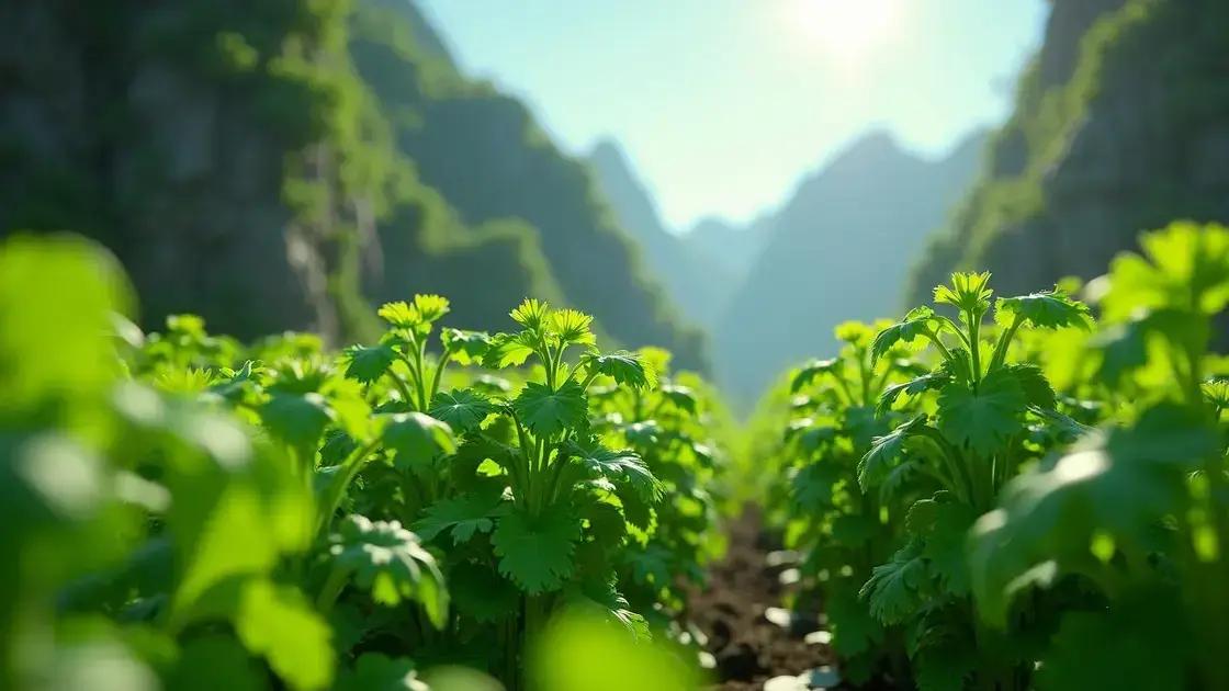 Watering Techniques for Thriving Cilantro