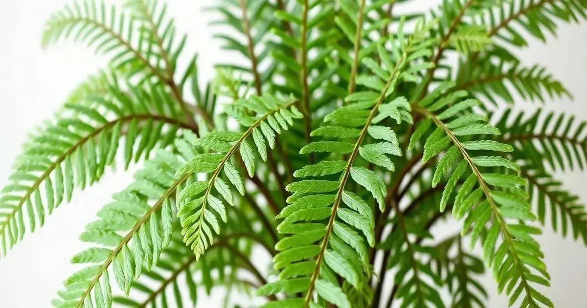 Designed by Freepik: How to Care for a Fern Plant Indoors: 5 Essential Tips for Thriving Greenery