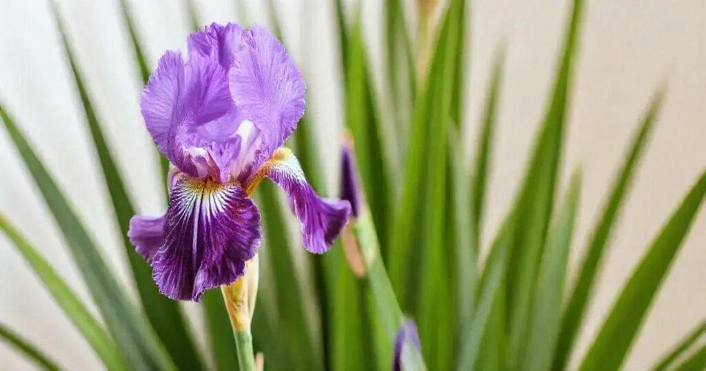 Designed by Freepik: How to Care for an Iris Plant: 5 Essential Tips for Thriving Blooms