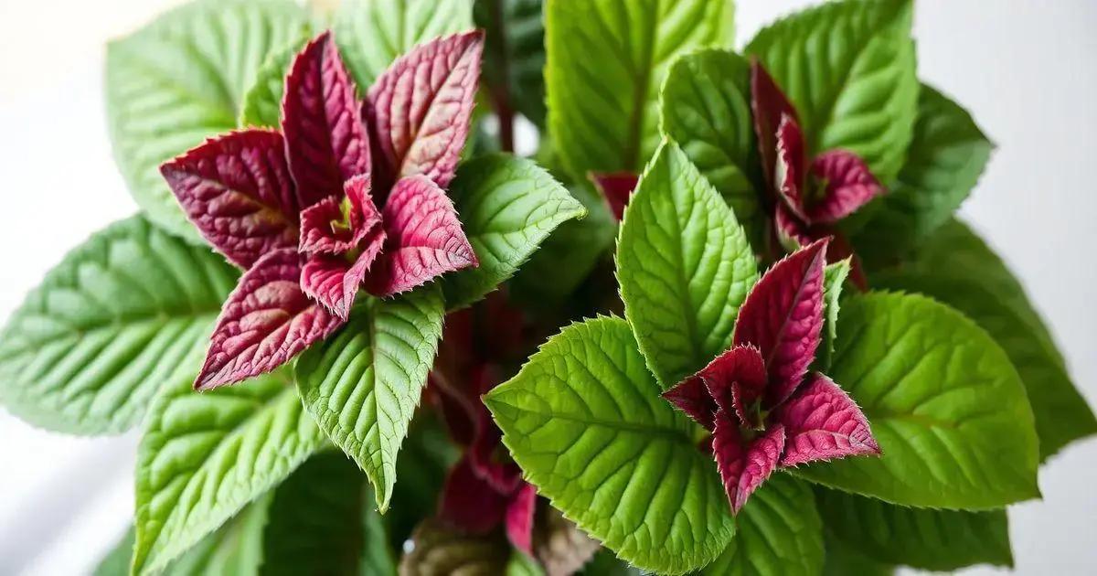 Designed by Freepik: How to Care for Coleus Plants: 5 Expert Tips for Thriving Growth