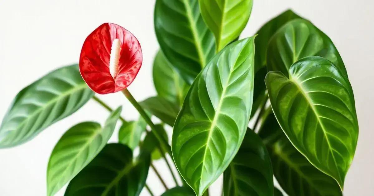 Designed by Freepik: How to Take Care of Anthurium Plants Indoors: 5 Essential Tips