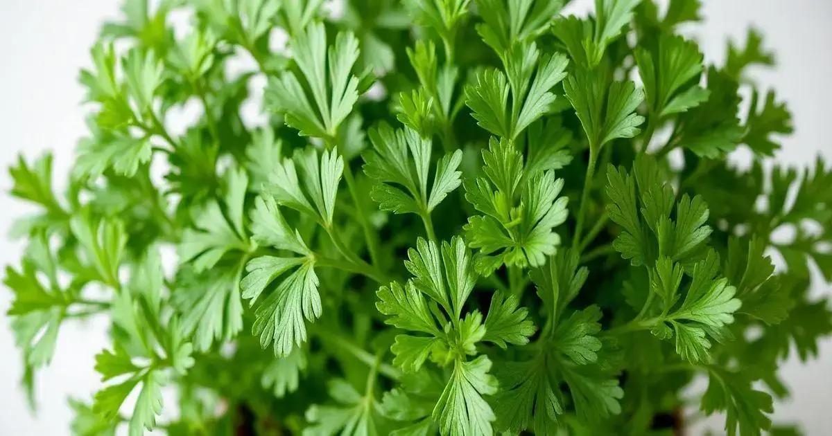 Designed by Freepik: How to Take Care of Cilantro Plants: 7 Essential Tips You Must Know