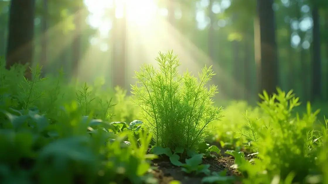 Optimal sunlight exposure for your dill plant