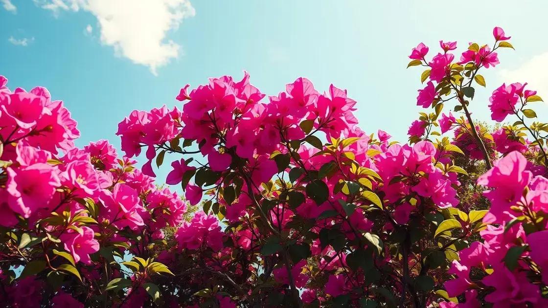 Soil type and sunlight requirements for thriving bougainvillea