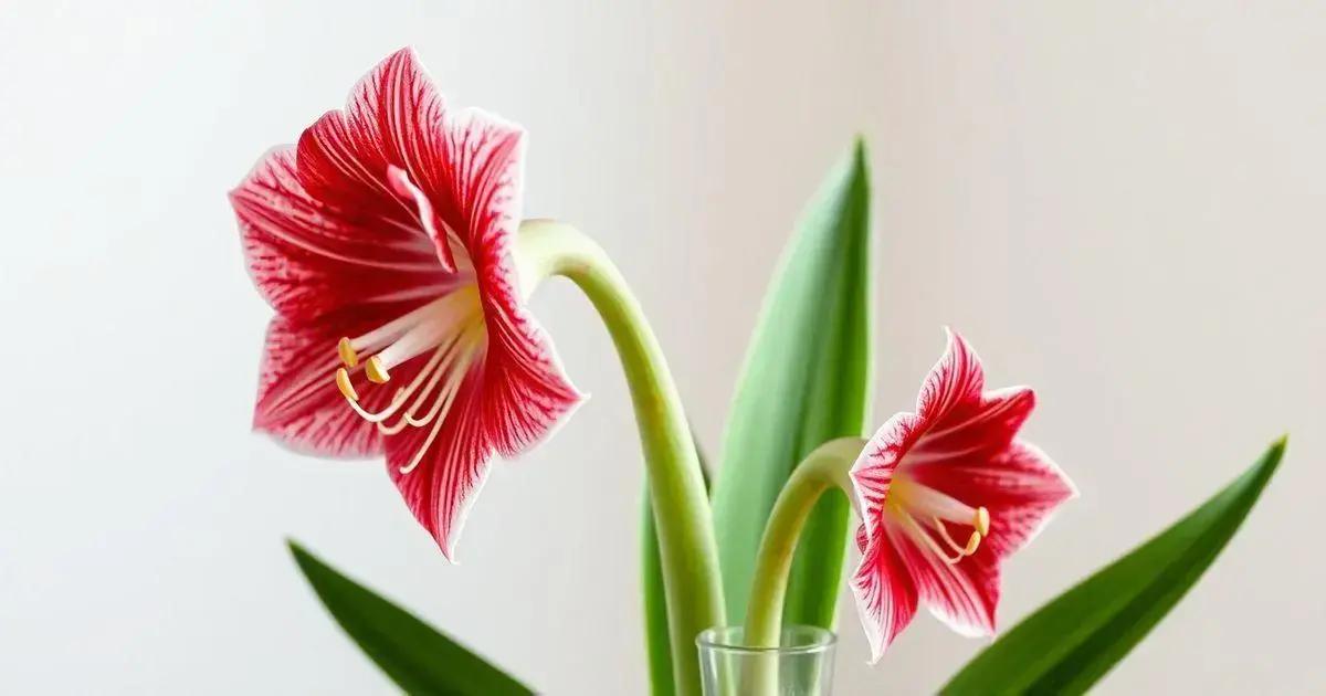 Understanding amaryllis light and watering needs