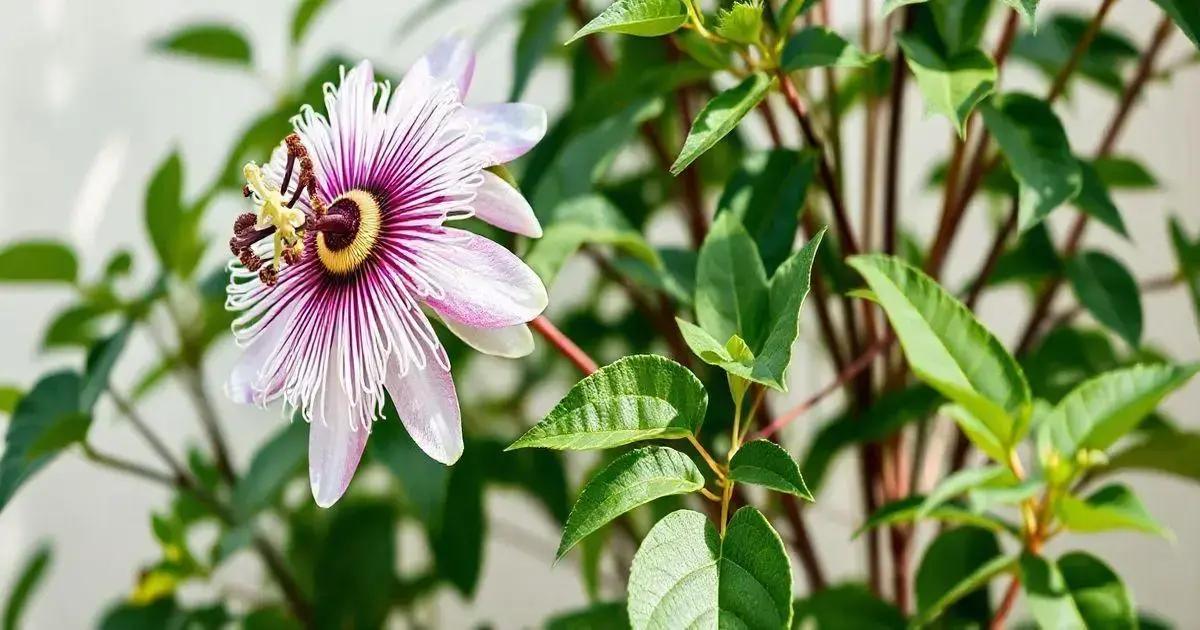 Understanding sunlight needs for passion flower plants